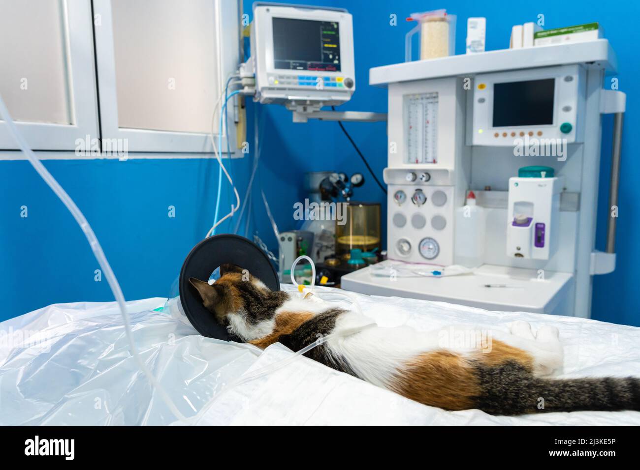 Sedated cat with an oxygen mask on a surgery table Stock Photo Alamy