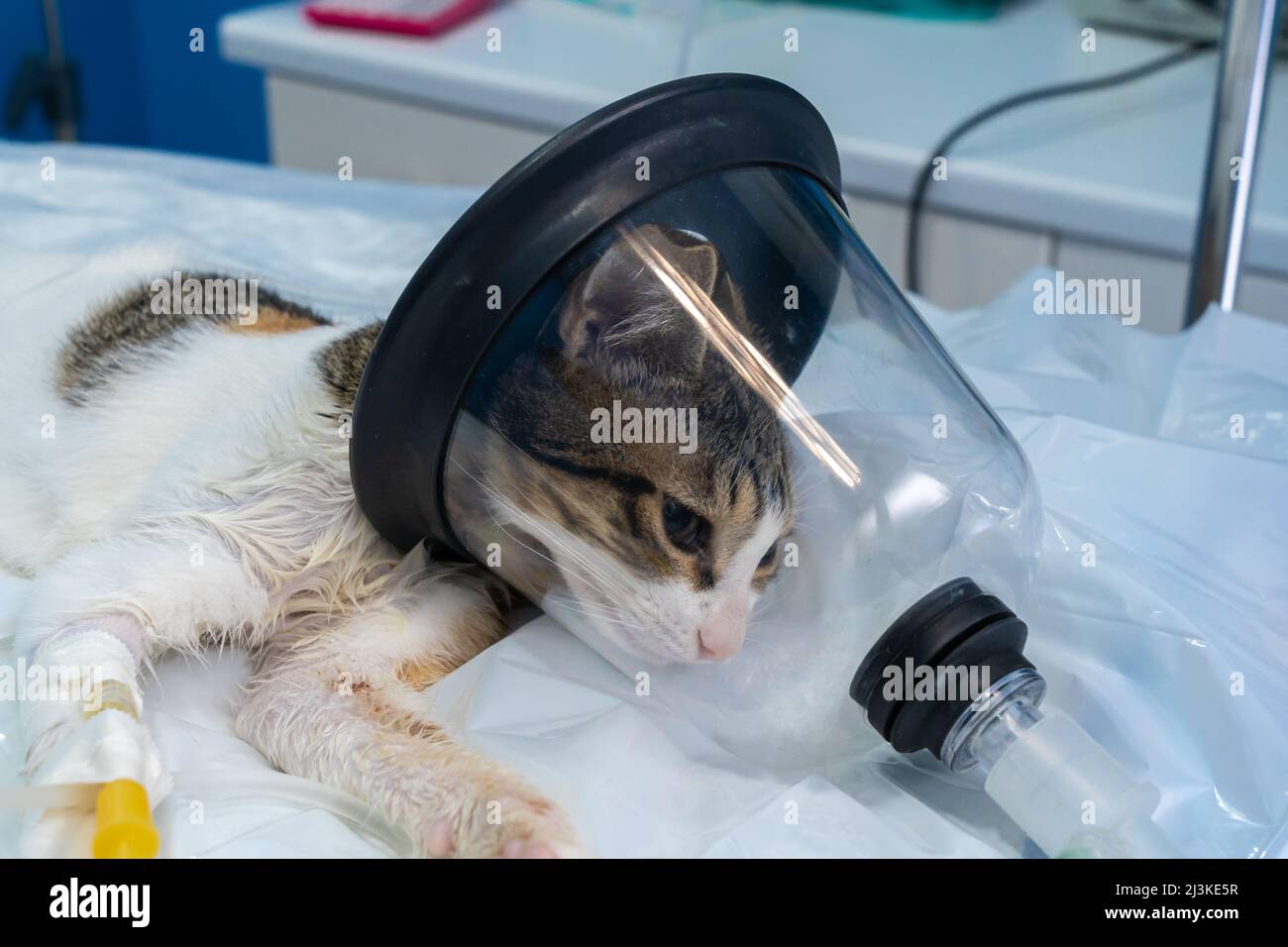 Sedated cat with an oxygen mask on a surgery table Stock Photo Alamy
