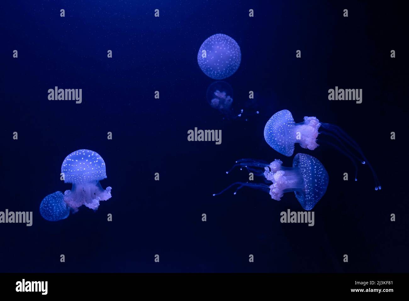 Group of blue jellyfish Phyllorhiza punctata, floating bell, Australian spotted jellyfish or white-spotted jellyfish Stock Photo