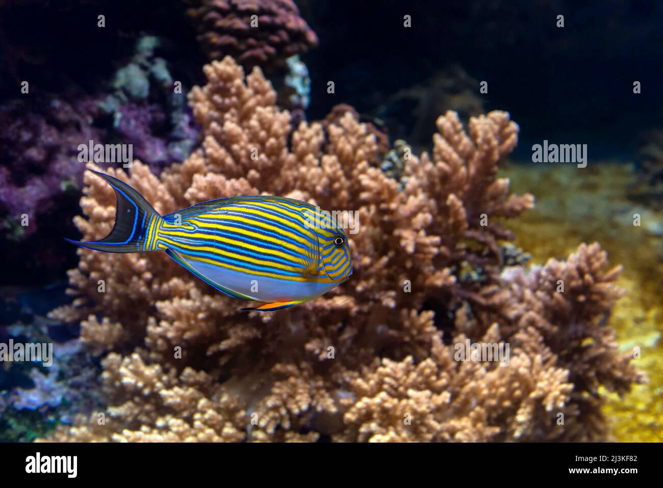 Coral fish blue stripes hi-res stock photography and images - Alamy