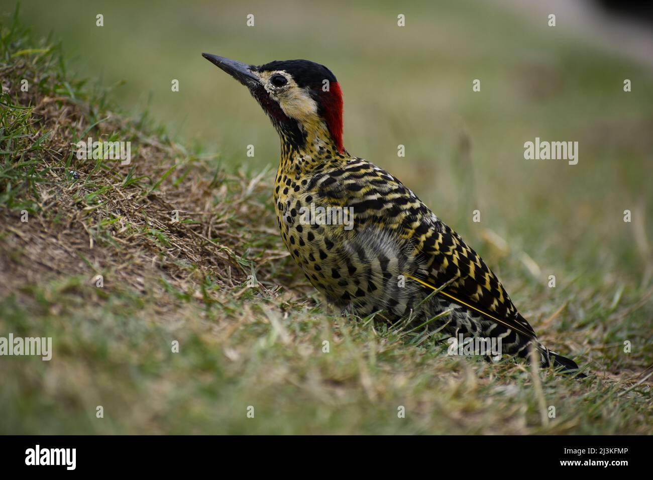 green-barred woodpecker (Colaptes melanochloros) on the ground, seen in Buenos Aires Stock Photo
