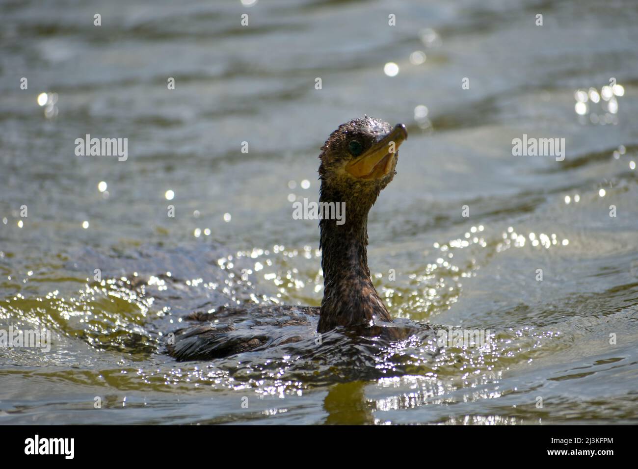 neotropic cormorant or olivaceous cormorant (Nannopterum brasilianum) swimming Stock Photo