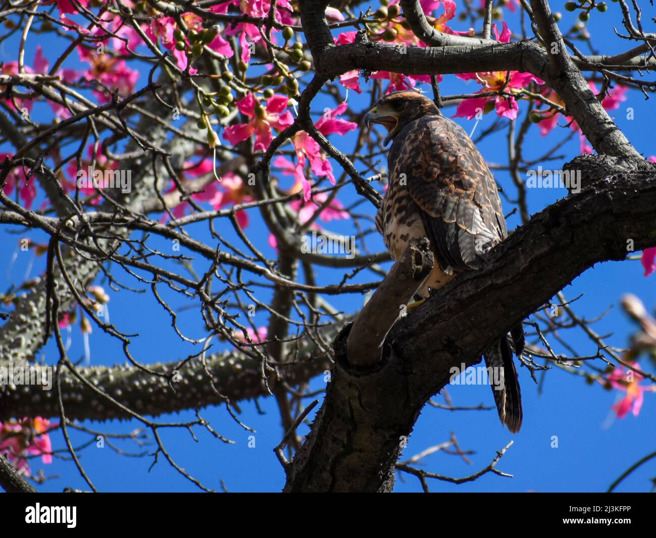 Harris's hawk (Parabuteo unicinctus) in a floss silk tree (ceiba speciosa) in Buenos Aires city Stock Photo