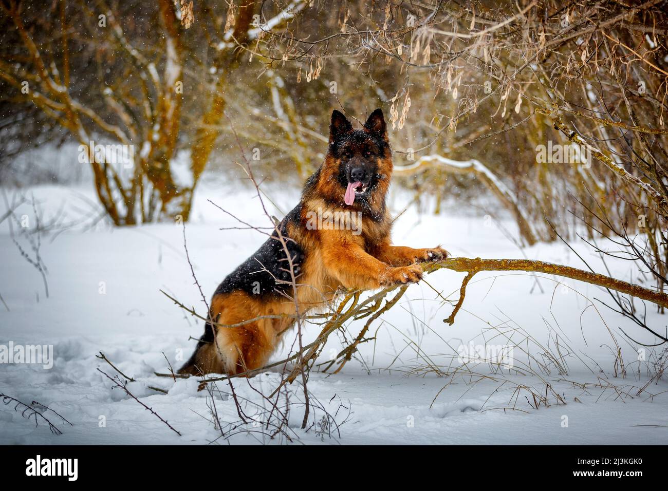 Big long haired german shepherd online