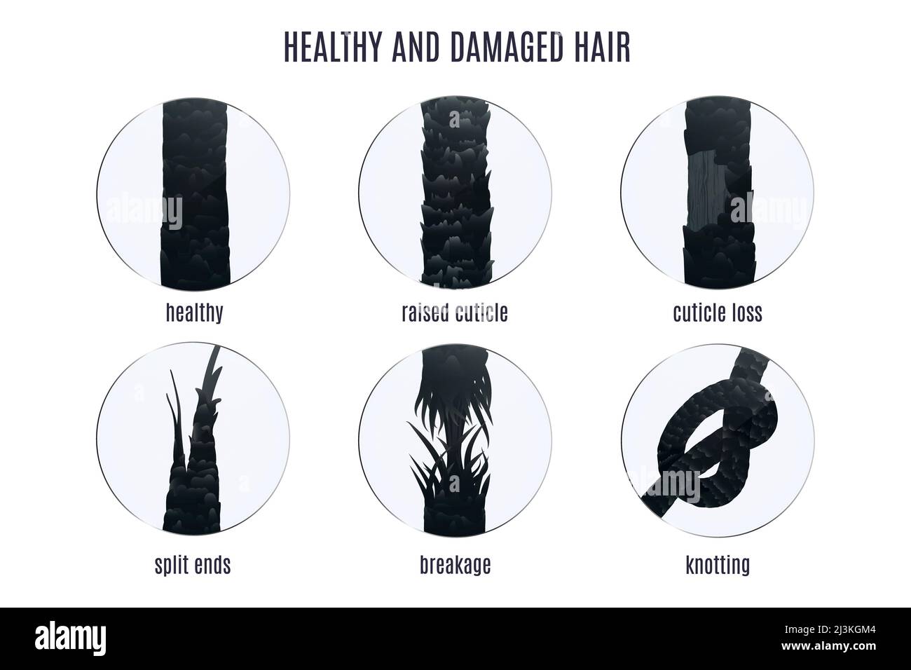 How To Repair Damaged Hair  Types Causes And Remedies