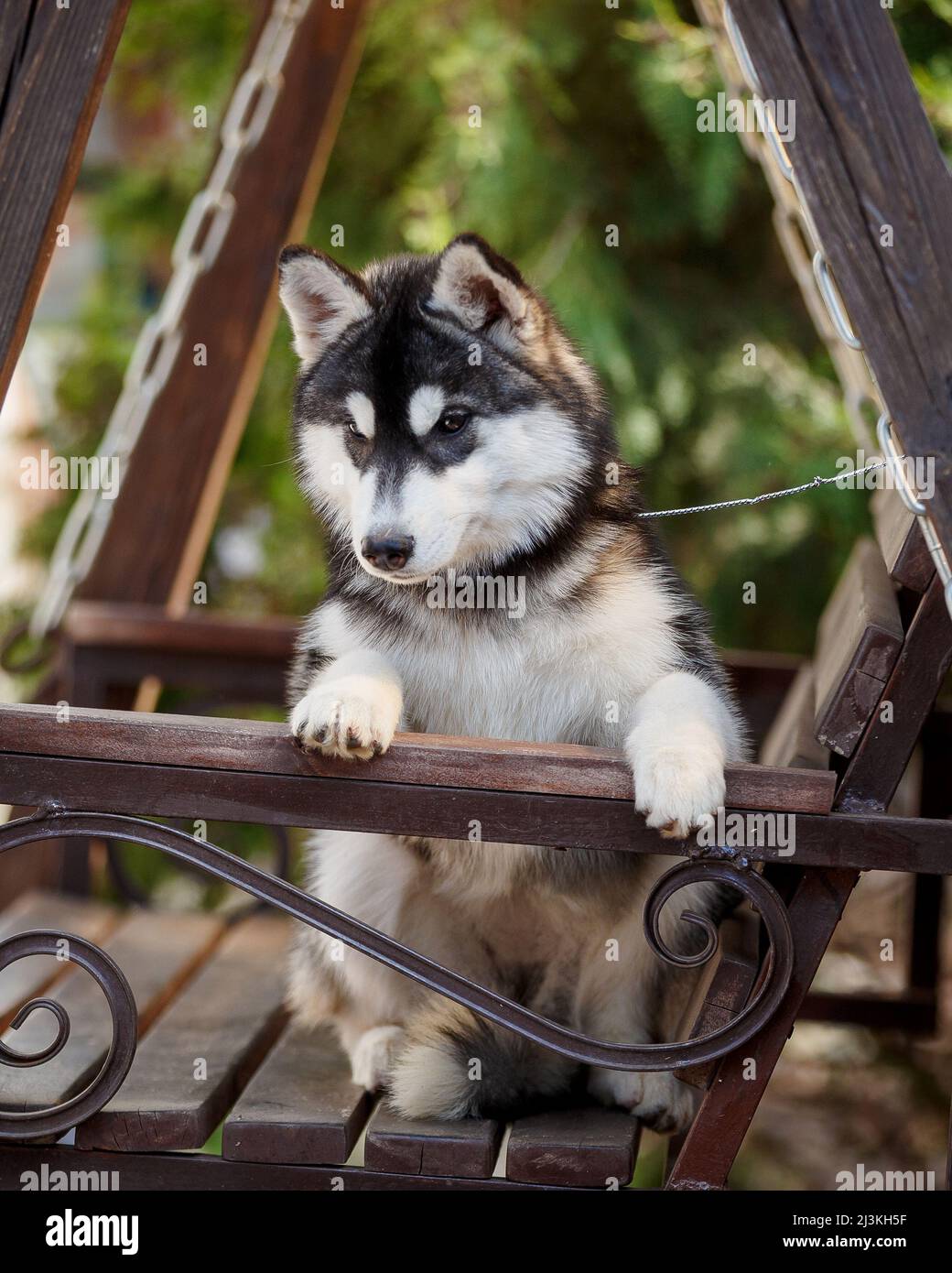 Siberian Husky dog on park bench Stock Photo - Alamy