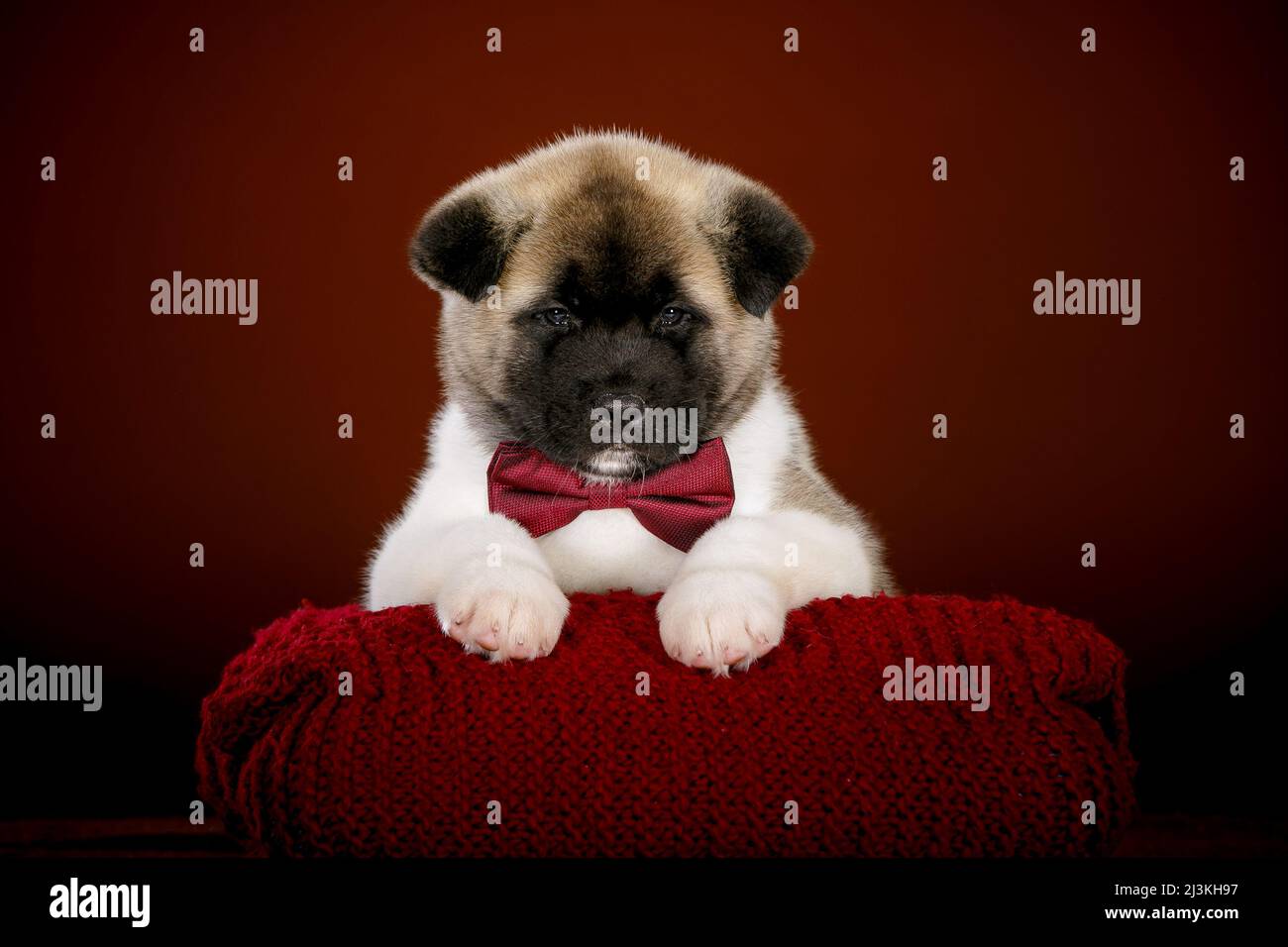 Portrait of a serious little Akita Inu dog Stock Photo - Alamy