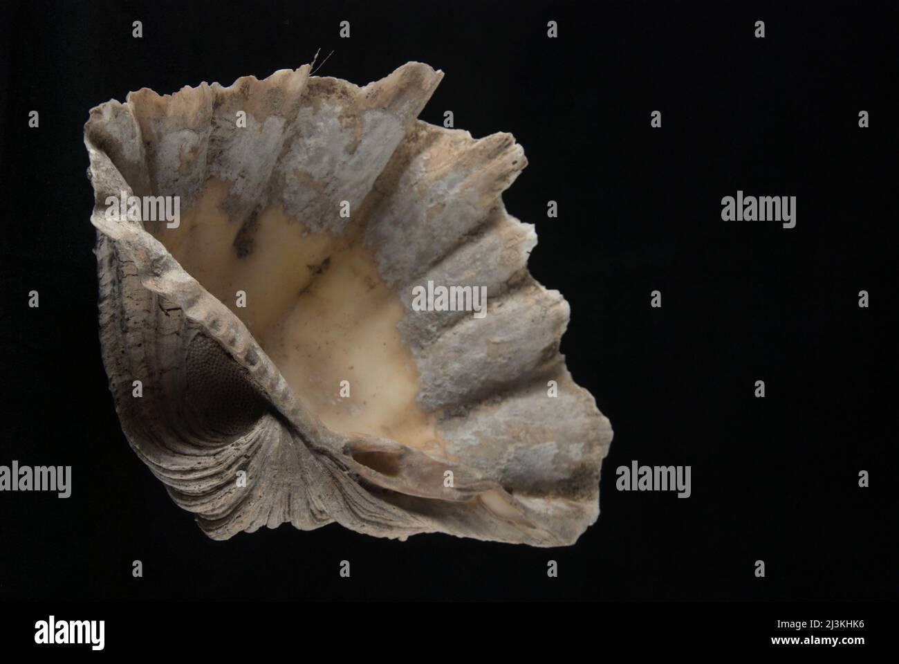 Giant seashell that was discovered at a prehistoric burial site in Batujaya, Karawang, West Java, Indonesia. Stock Photo