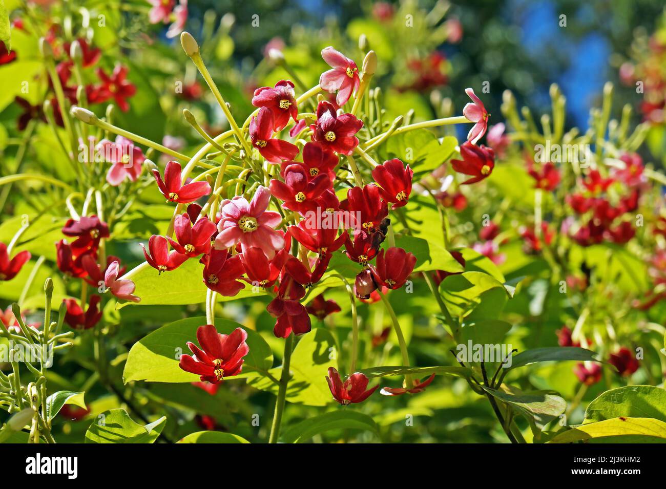 Rangoon creeper flowers (Quisqualis indica or Combretum indicum) Stock Photo
