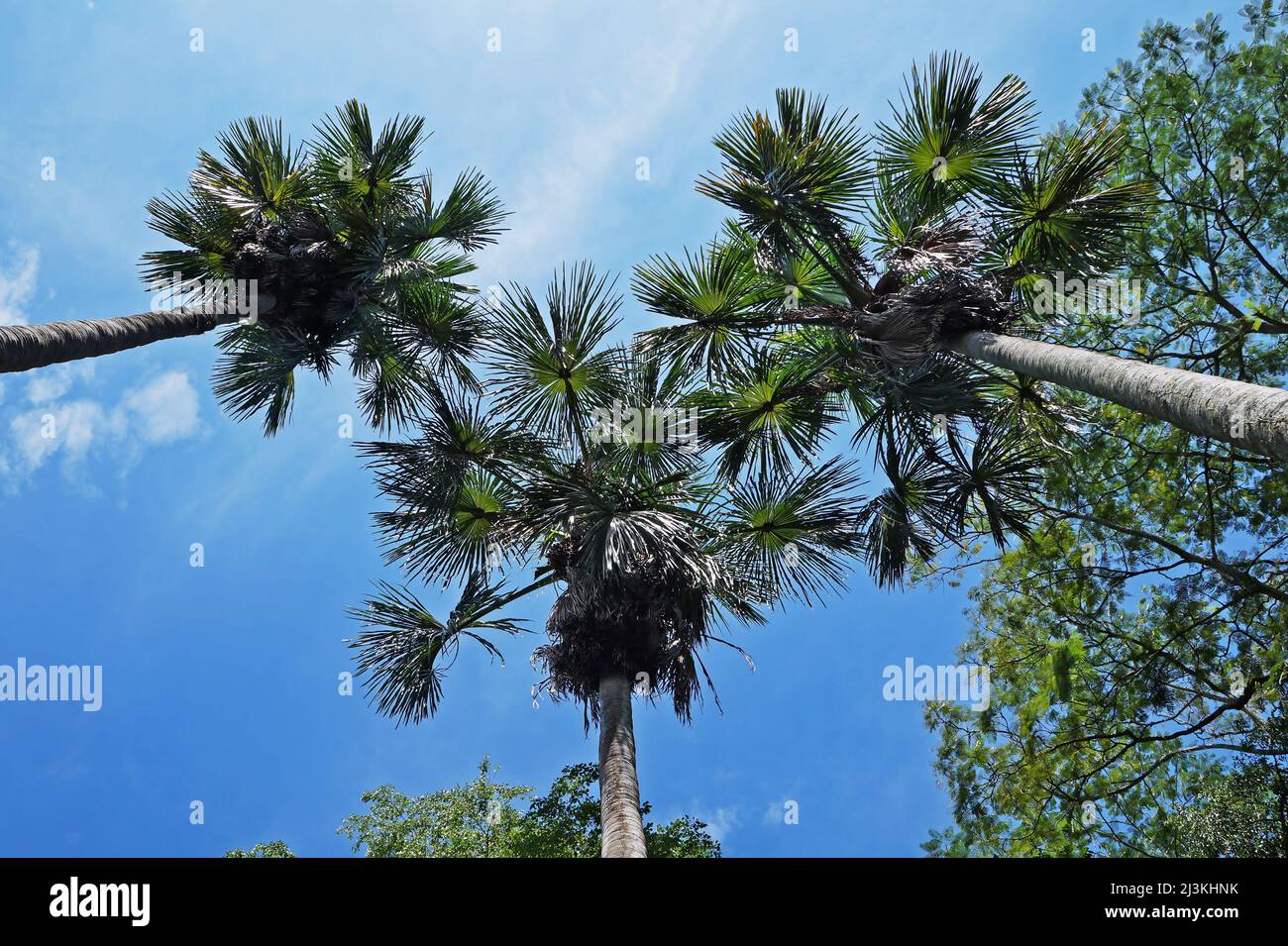 Moriche palm trees (Mauritia flexuosa) on tropical rainforest Stock Photo