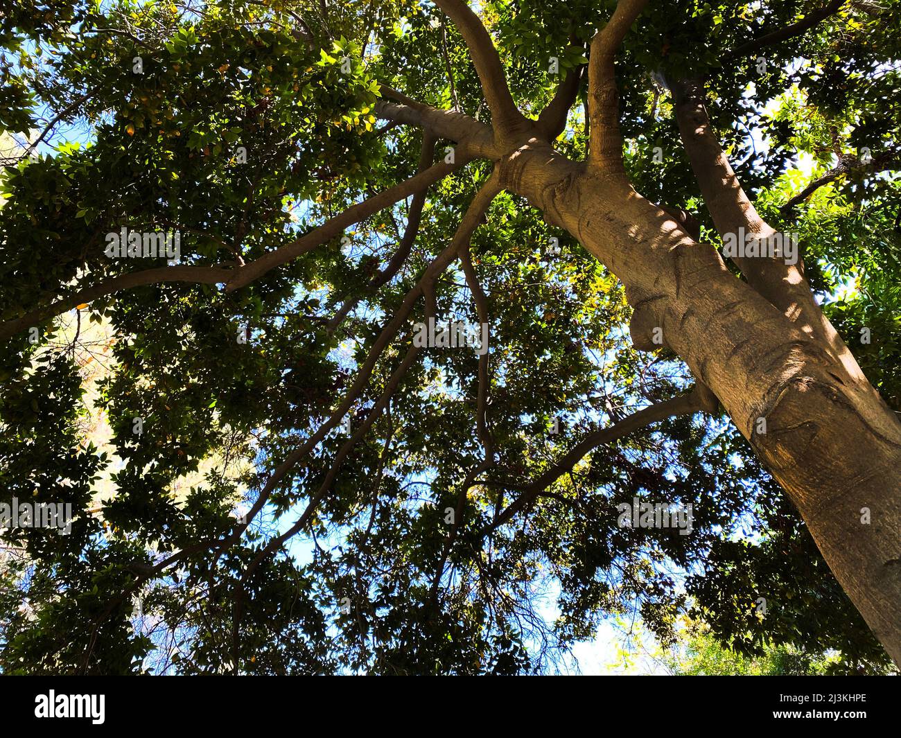 An Indonesian cinnamon tree Stock Photo Alamy