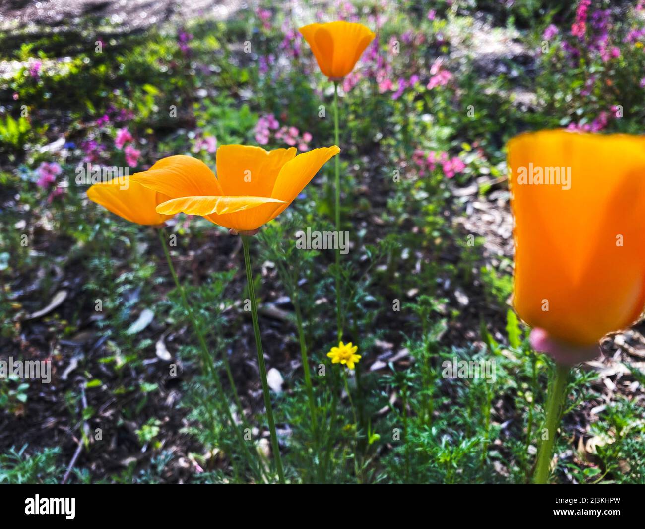 A California poppy, Eschscholzia californica, also known as the golden poppy, California sunlight, or cup of gold Stock Photo