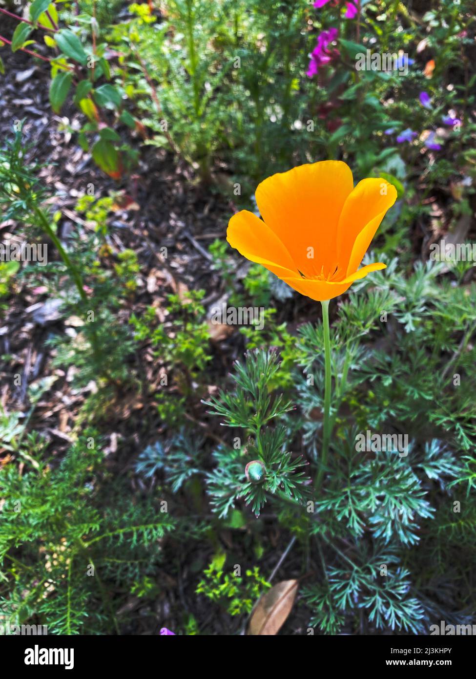 A California poppy, Eschscholzia californica, also known as the golden poppy, California sunlight, or cup of gold Stock Photo