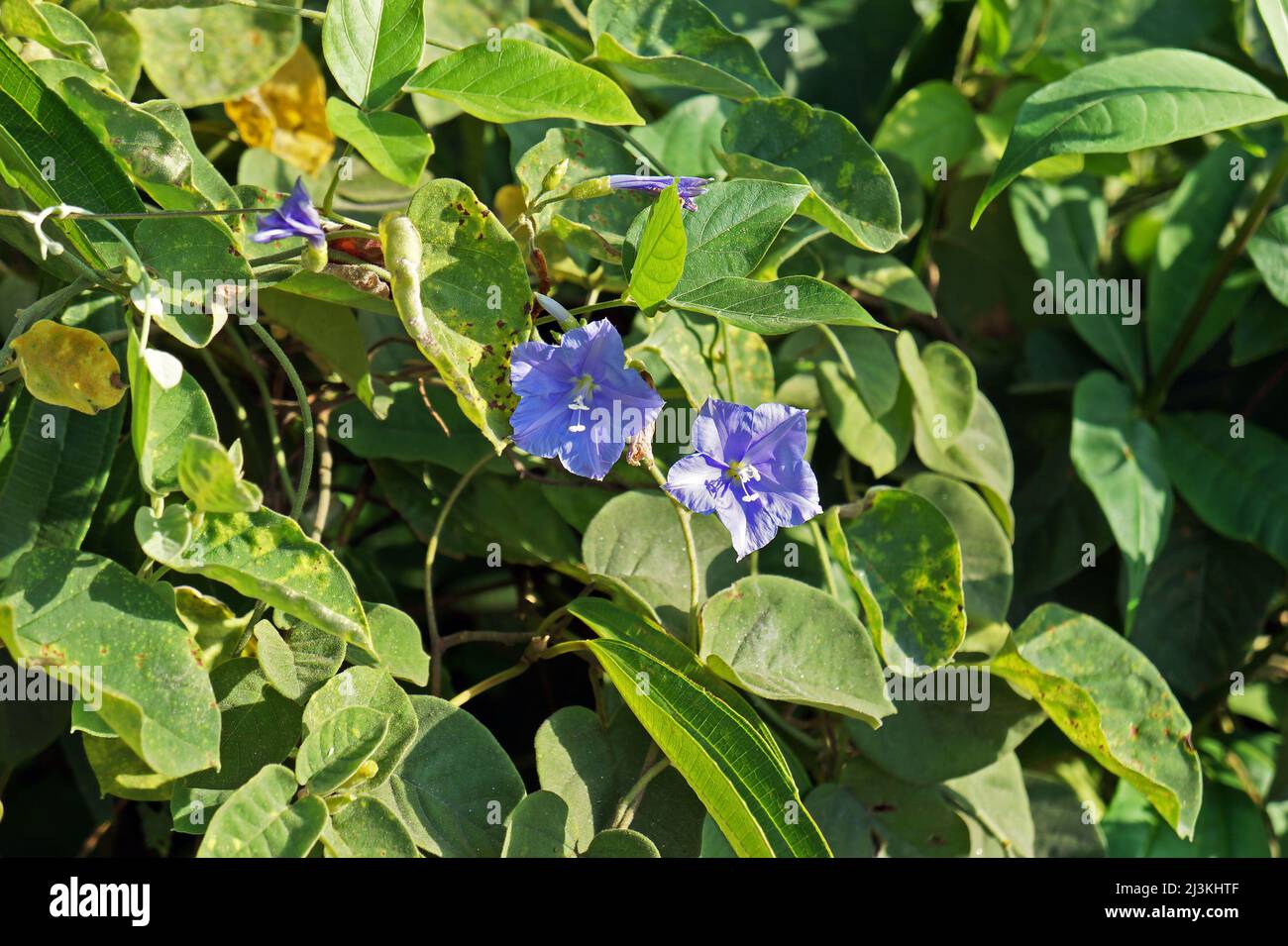 Wild blue flowers on tropical forest Stock Photo - Alamy