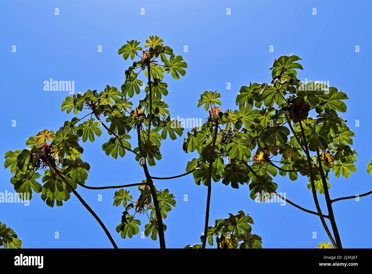 Snakewood tree (Cecropia peltata) and blue sky, Rio de Janeiro Stock Photo