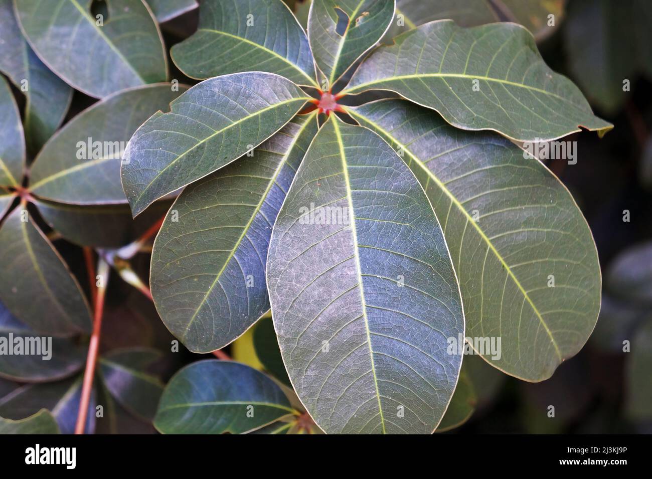 Queensland umbrella tree leaf or octopus tree leaf (Heptapleurum actinophyllum) Stock Photo