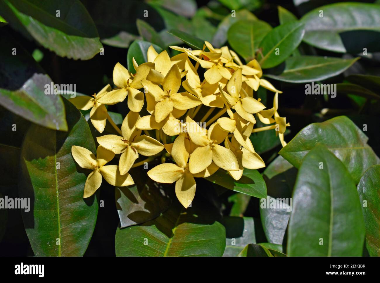 Yellow ixora flowers (Ixora coccinea) on garden Stock Photo