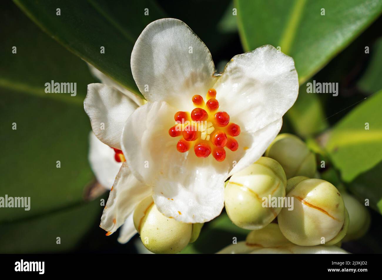 Clusia Flower (Clusia fluminensis) on tropical rainforest Stock Photo