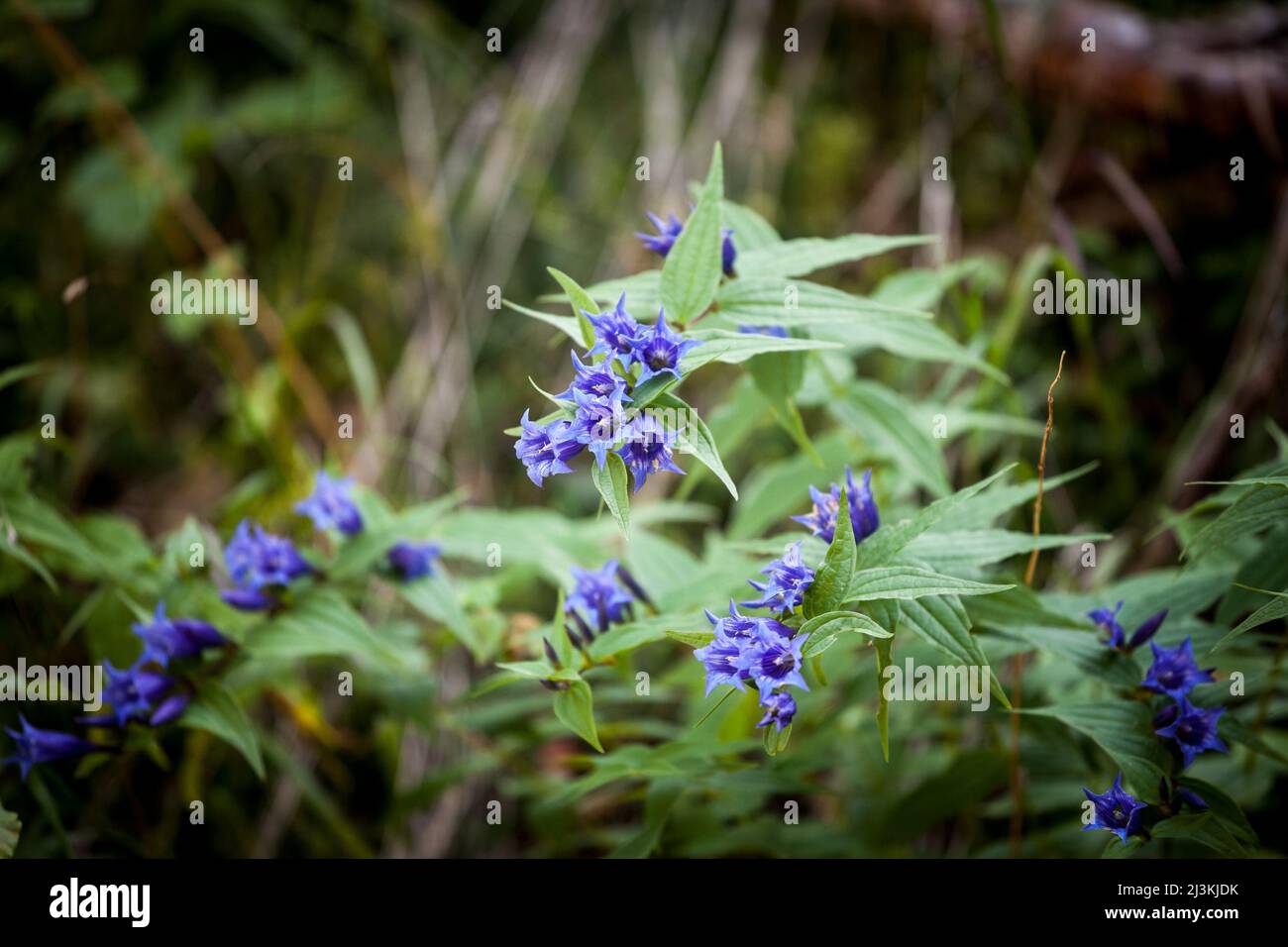 Picture of a macro shot of a willow gentian in the Alps, in summer. Gentiana asclepiadea, the willow gentian, is a species of flowering plant of the g Stock Photo