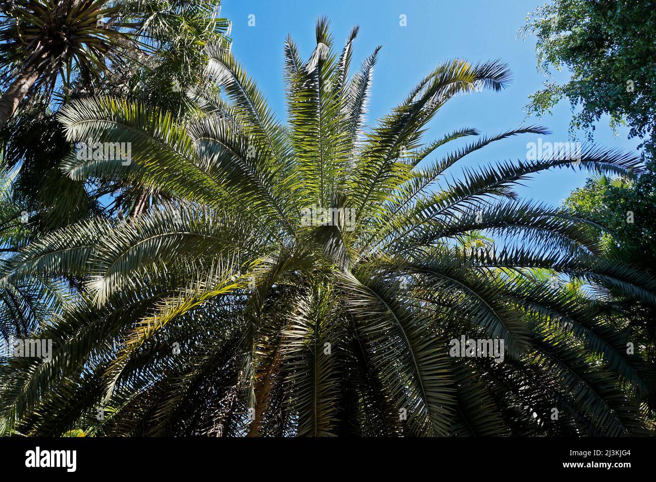 Date palm tree on tropical garden in Minas Gerais, Brazil Stock Photo