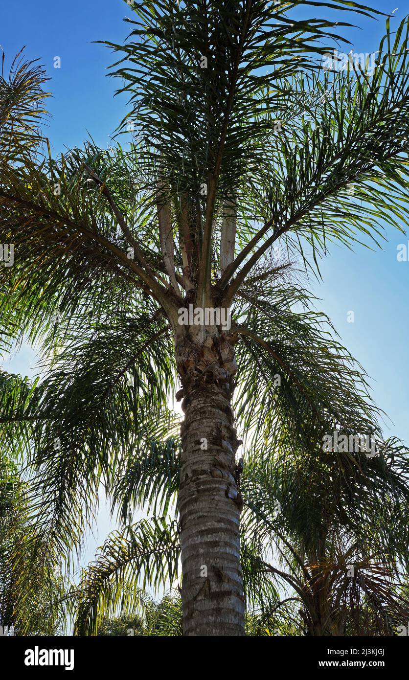 Queen palm tree (Syagrus romanzoffiana) Stock Photo