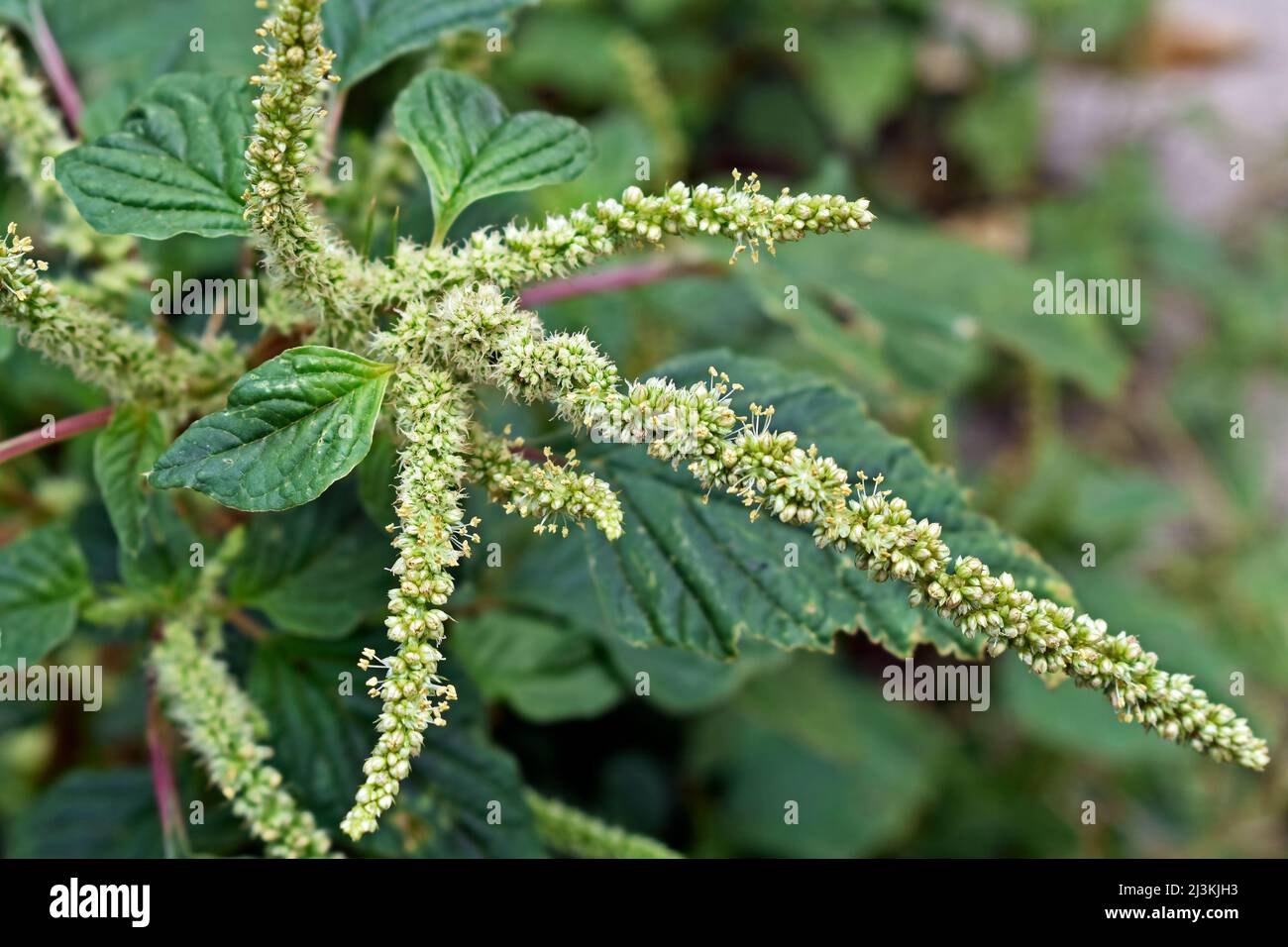 Green amaranth flowers detail (Amaranthus hybridus), edible weed Stock Photo