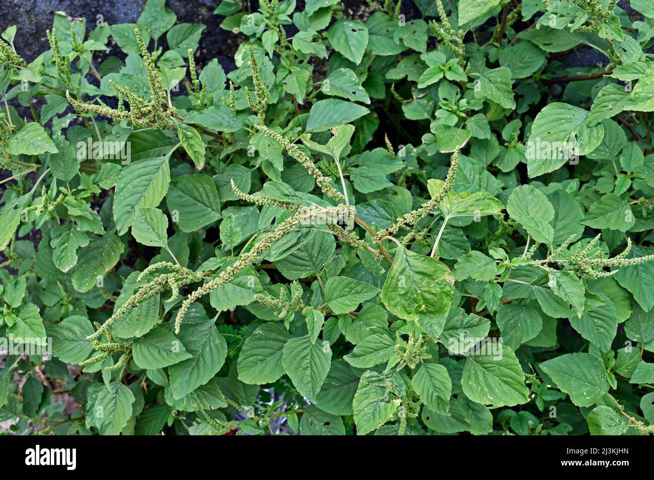Green amaranth flowers detail (Amaranthus hybridus), edible weed Stock Photo