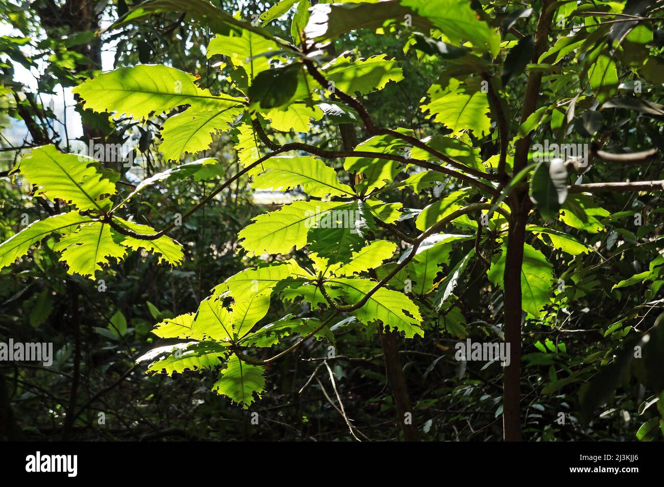 Tropical tree with leaves eaten by caterpillars, Rio Stock Photo Alamy
