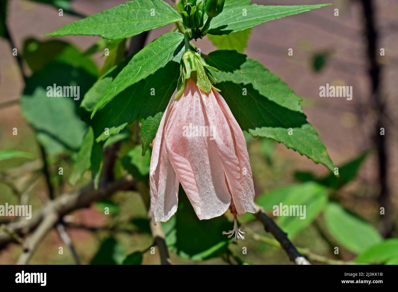 Pastel pink Turk's cap, Sleeping hibiscus or Wax Mallow flower (Malvaviscus arboreus) var. penduliflorus 'Rosea' or mexicanus 'Rosea' Stock Photo