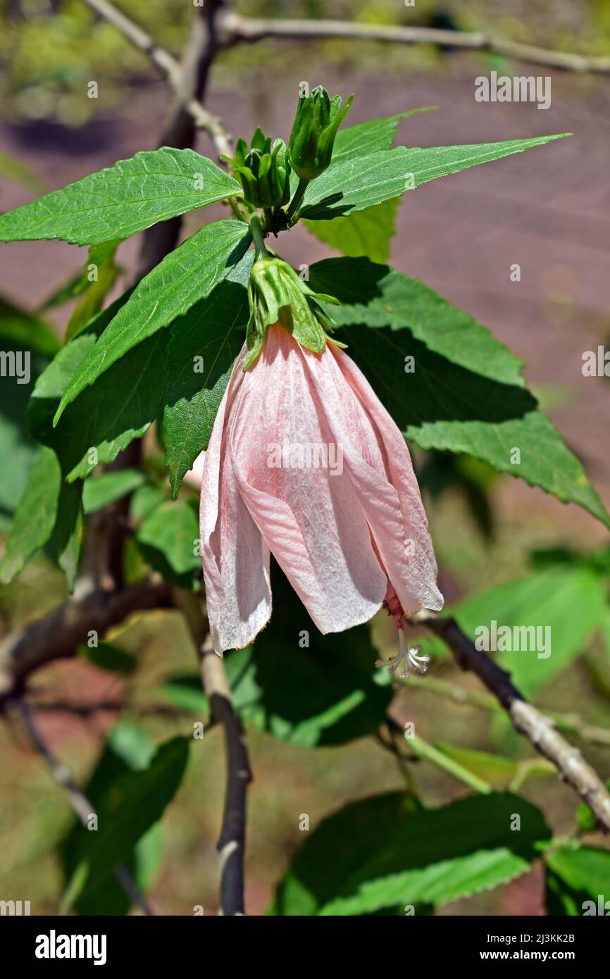 Pastel pink Turk's cap, Sleeping hibiscus or Wax Mallow flower (Malvaviscus arboreus) var. penduliflorus 'Rosea' or mexicanus 'Rosea' Stock Photo