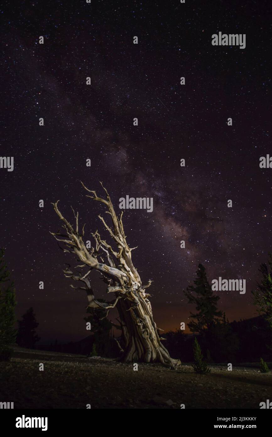 A bristlecone pine tree and the milky way. Stock Photo