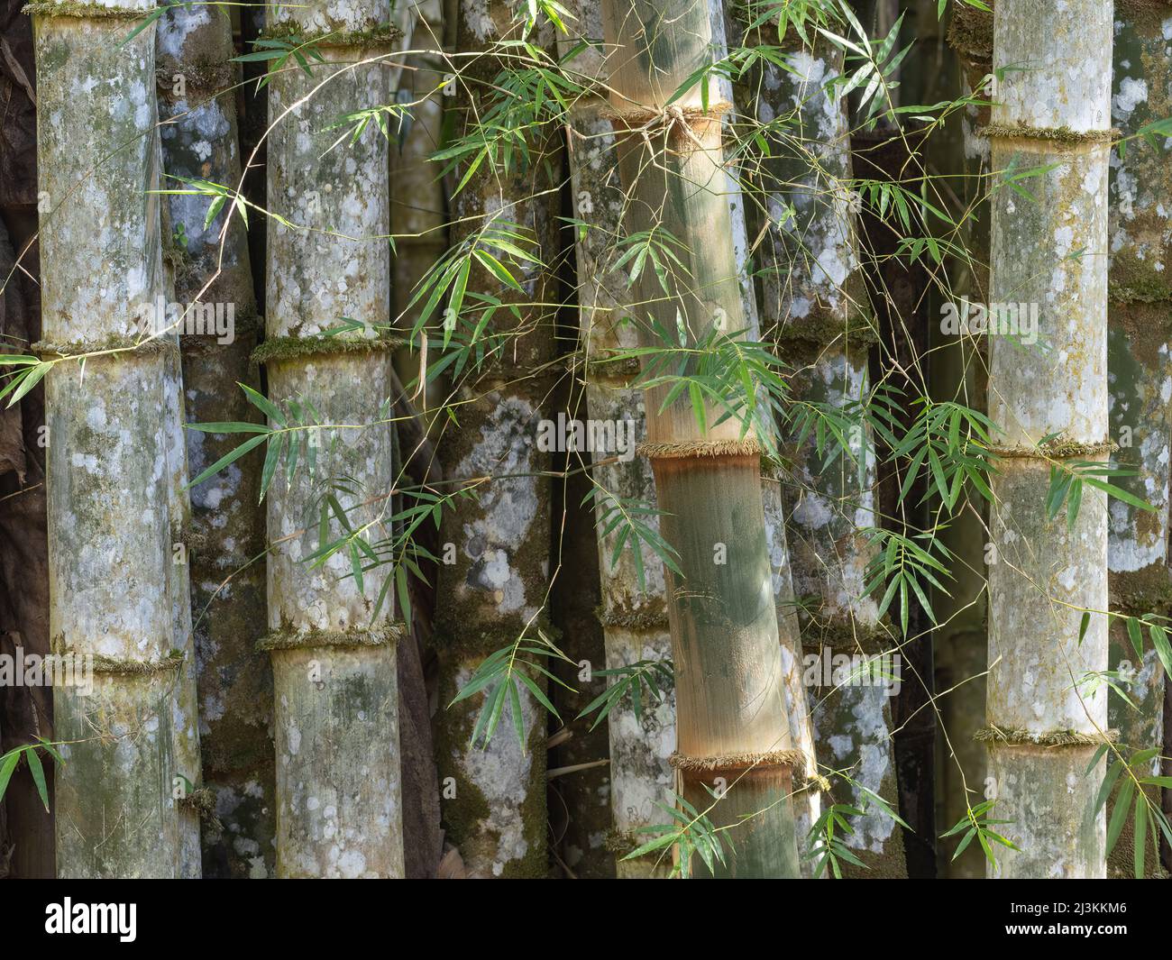 Thick bamboo stalks forming a pleasing abstract pattern. Stock Photo