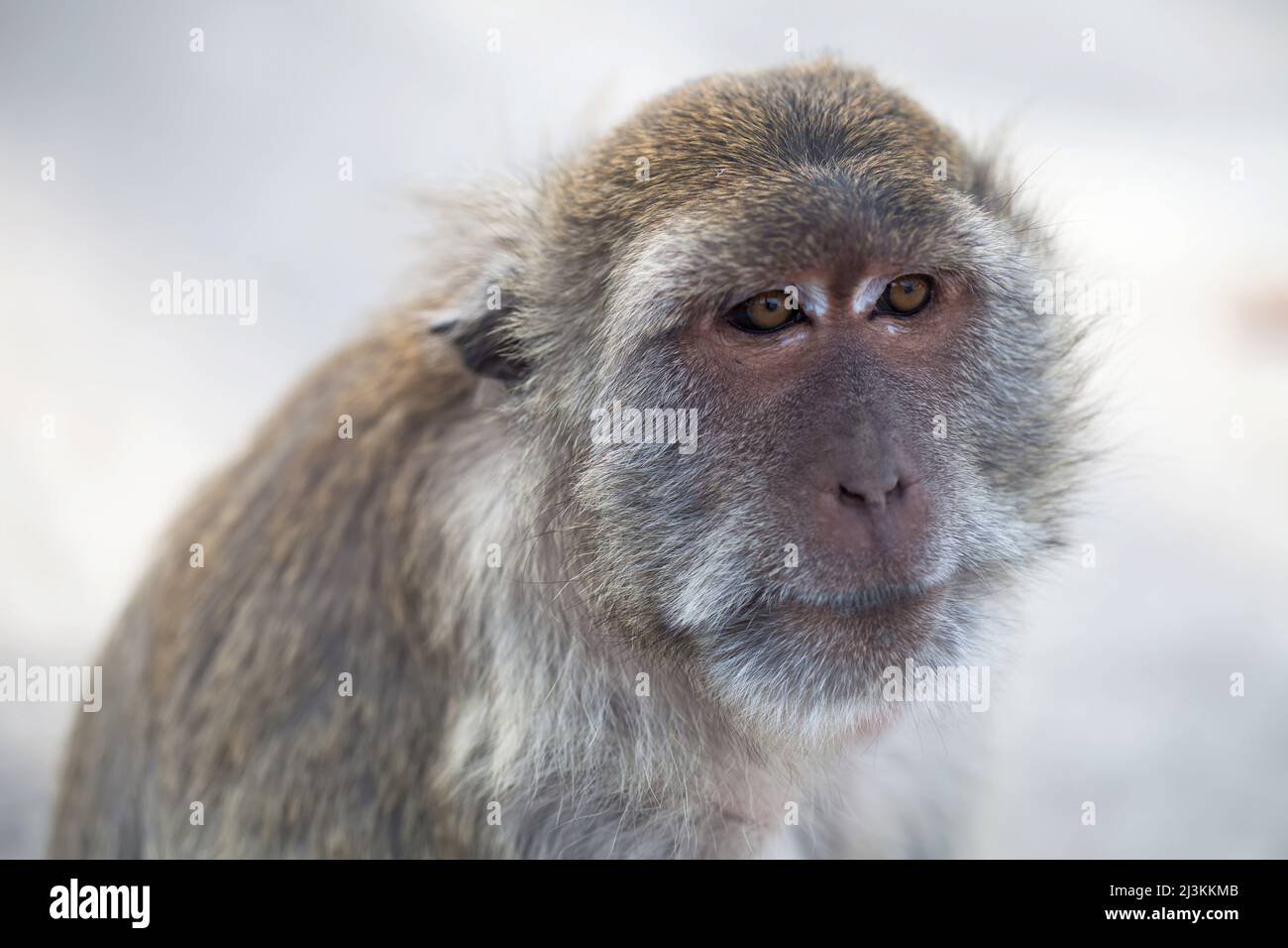 Mammals wildlife animals portrait monkeys hi-res stock photography and ...