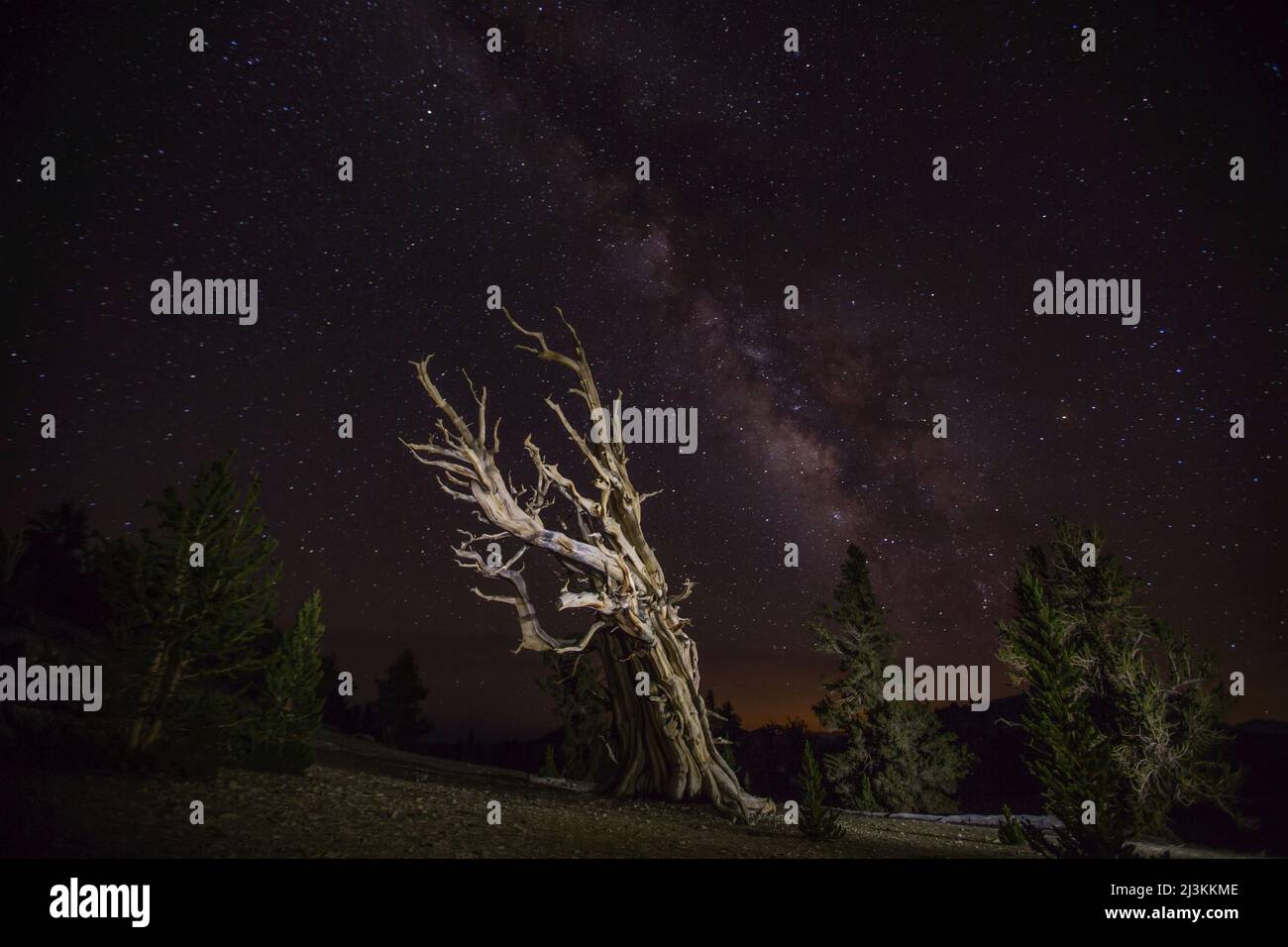 A bristlecone pine and the milky way. Stock Photo