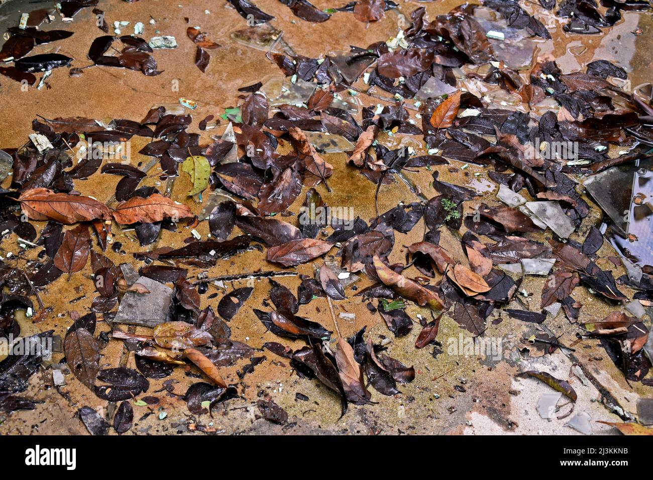 Dead leaves on wet floor Stock Photo