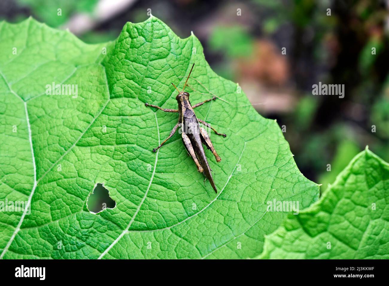 Brown grasshopper on green leaf Stock Photo