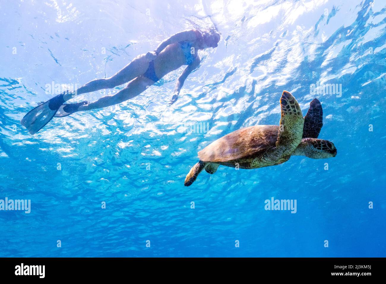 A woman snorkeling at Electric Beach in Oahu with a green sea turtle