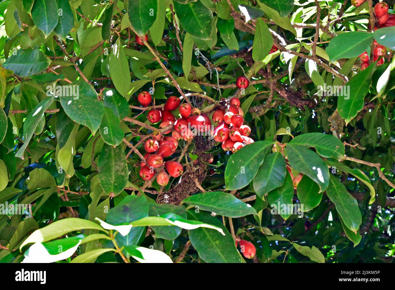 Malay apple fruits (Syzygium malaccense) on tree Stock Photo