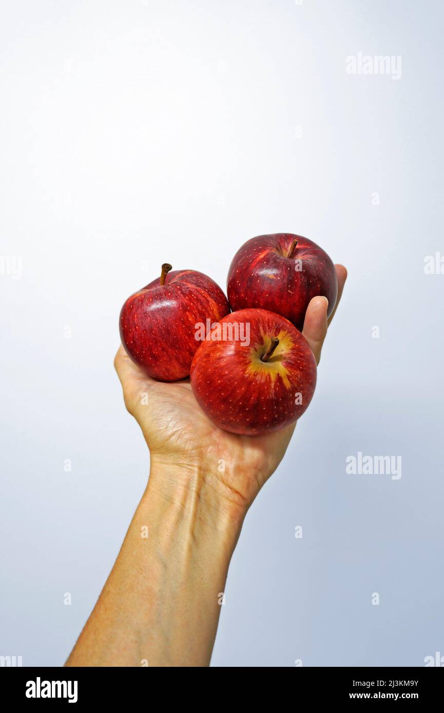 Red apples on hand in a bright background Stock Photo