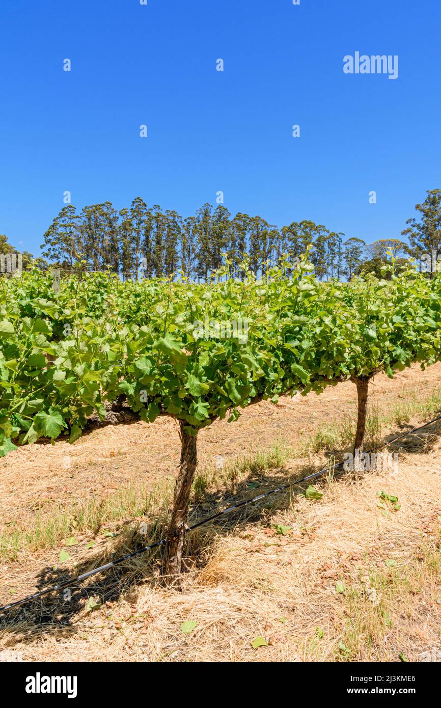 Rows of grapevines at the Langton vineyard of West Cape Howe Winery, Mount Barker, Western Australia, Australia Stock Photo