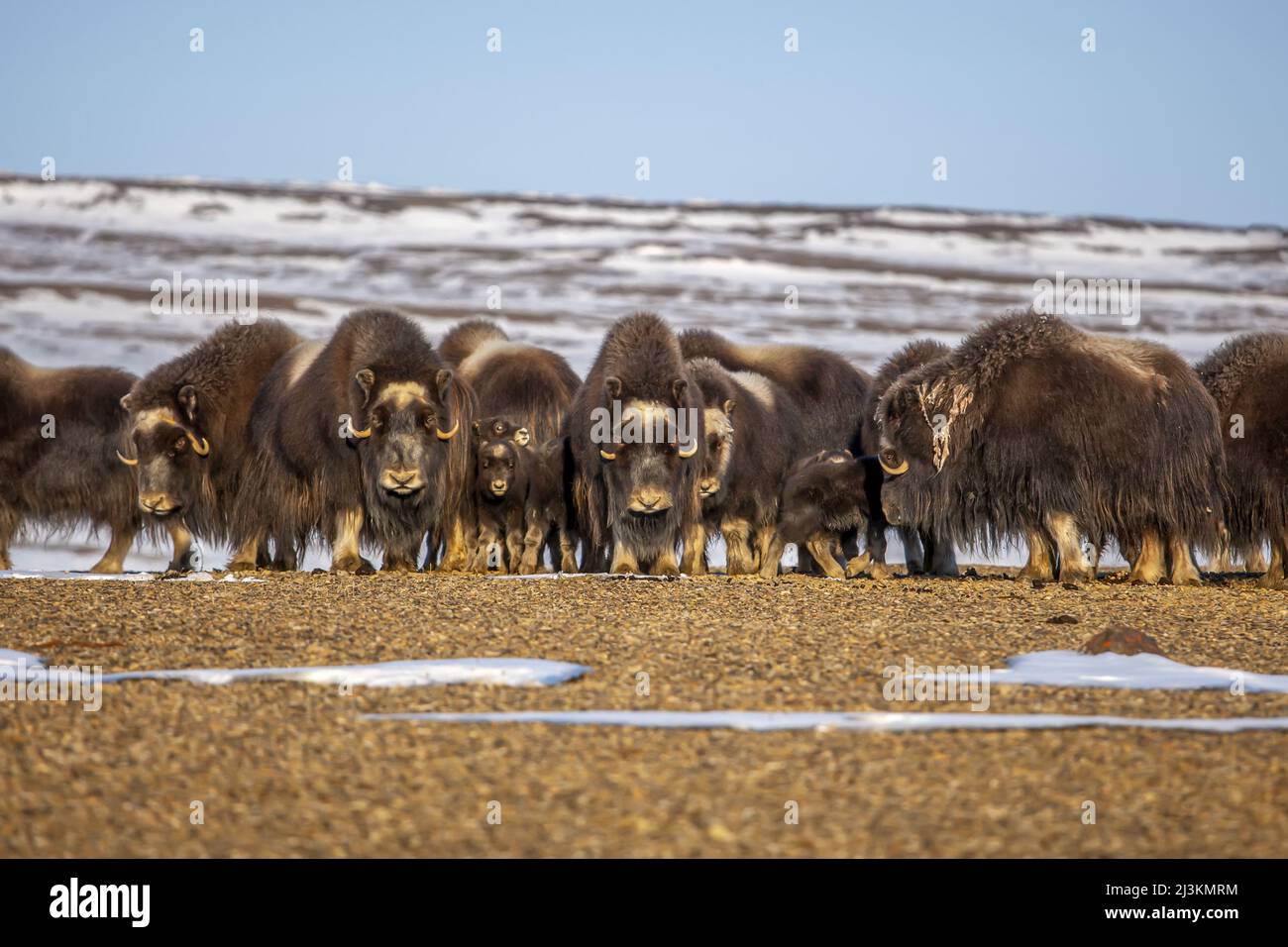 Muskoxen protect their young by forming a circle. Stock Photo