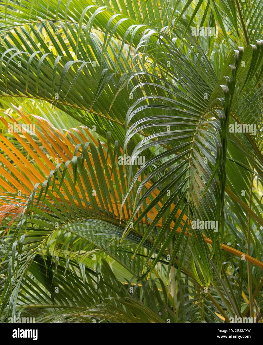 Beautifully Patterned Palm Fronds Stock Photo