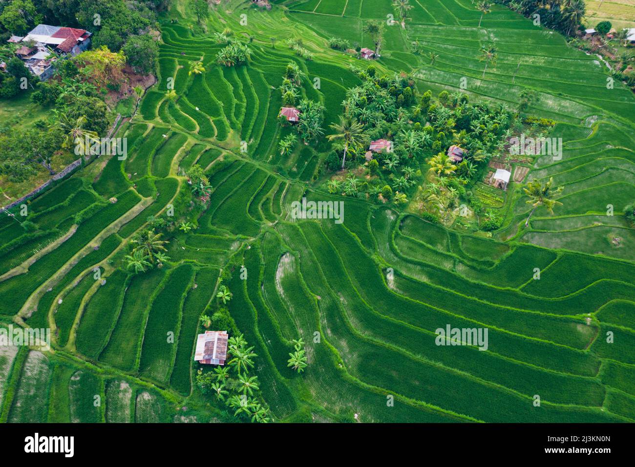 Aerial view of Sambangan rice fields in Sukasada District; Buleleng, Bali, Indonesia Stock Photo
