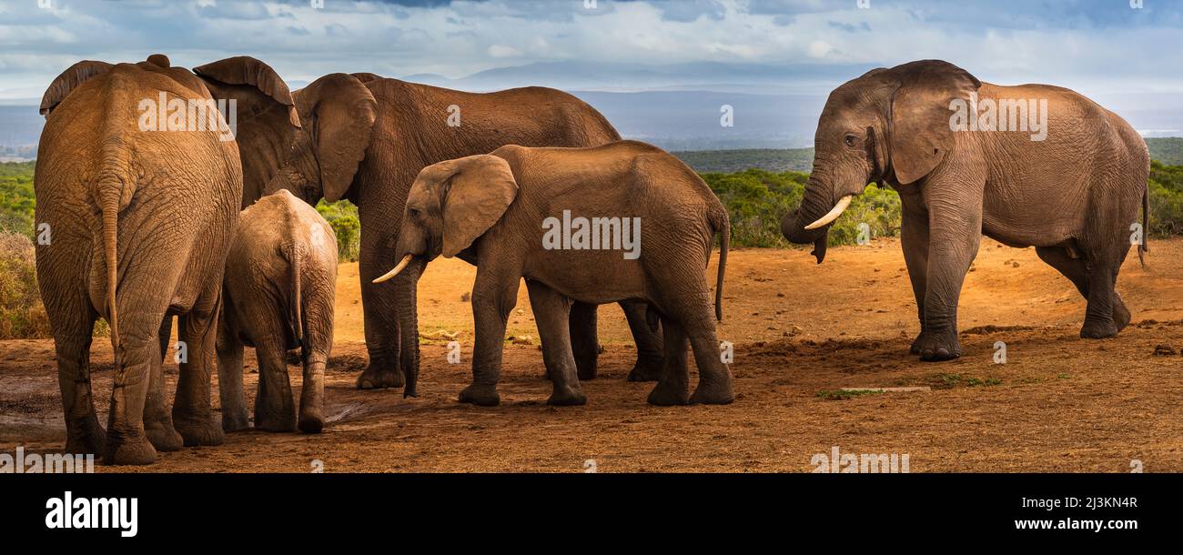 African elephants (Loxodonta) at Addo Elephant National Park; Eastern Cape, South Africa Stock Photo
