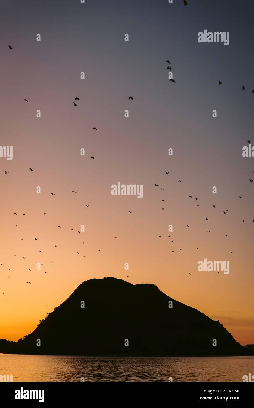 Silhouette flock of birds flying in sunset sky over silhouetted landform and water, Komodo National Park; East Nusa Tenggara, Indonesia Stock Photo