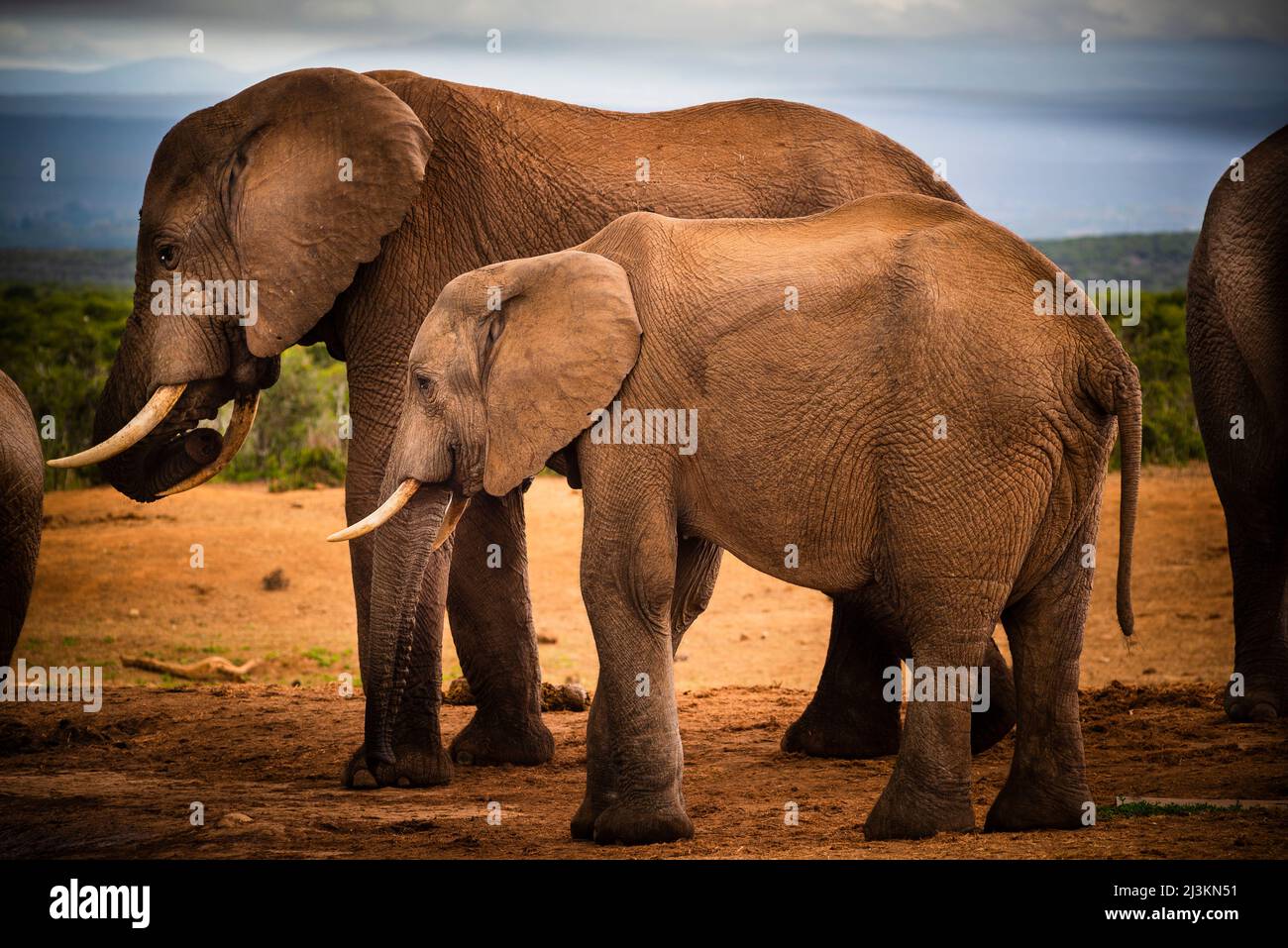 African elephants (Loxodonta) at at Addo Elephant National Park; Eastern Cape, South Africa Stock Photo
