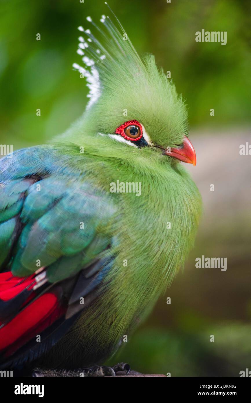 Birds of the Heath: Photographic garden bird list!