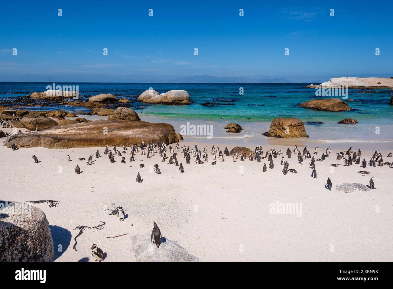 A colony of South African penguins (Spheniscus demersus) along Boulders ...