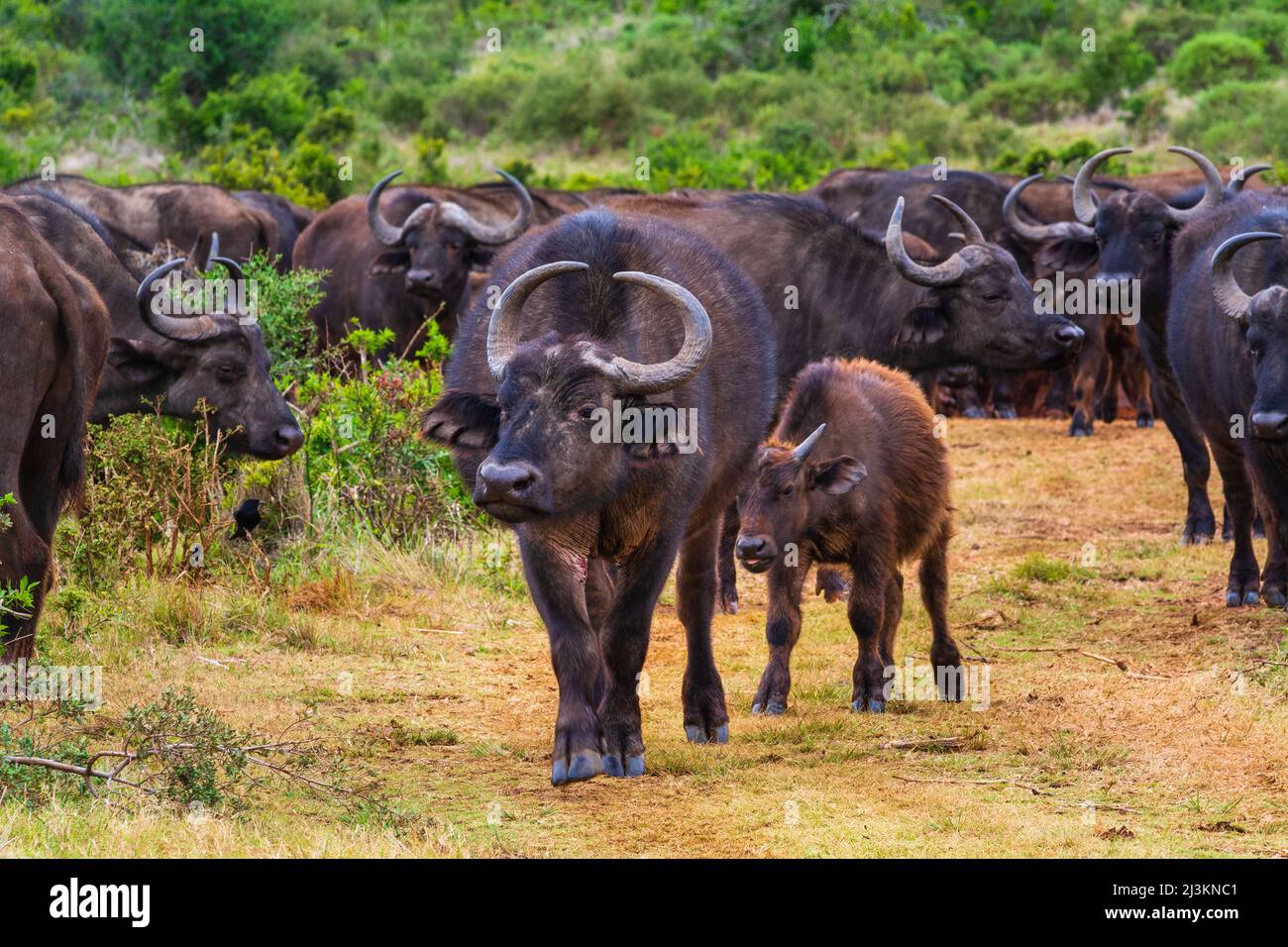 Herd of African Cape buffalo (Syncerus caffer caffer) walking along the savanna in Addo Elephant National Park Marine Protected Area Stock Photo