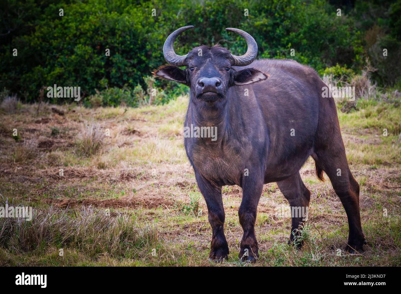 Portrait and African cape buffalo (Syncerus caffer caffer) standing in a field in Addo Elephant National Park Marine Protected Area Stock Photo